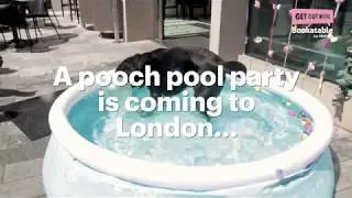 A free-flowing brunch for dogs is coming to London...