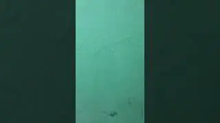 Video porno