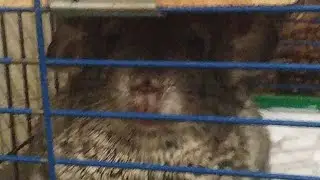 Утренний стрим по Клэшке