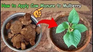 How to Apply Cow Manure to Mulberry