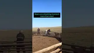 Wild Bear Cub Breaks Into the Barn to Attack Livestock!