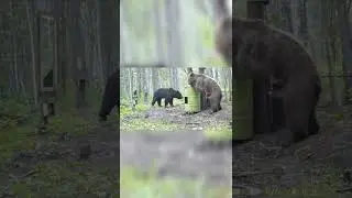 Брачный сезон у медведей. 