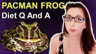 Pacman Frog Diet Q And A
