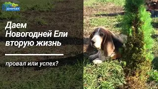 Ель Коника в горшке. Как дать вторую жизнь новогодней ели?