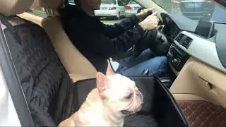 Funda Asiento Seguridad Perros Cubierto Cubre Auto Mascotas