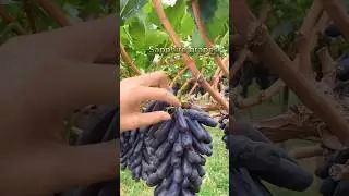 Let's Taste The Fresh Grapes 