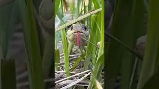 Snake Wanted To Bite Me! 😬 (#Short)