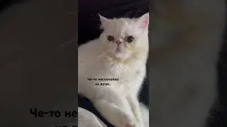 Неспокойно на душе#котики#выходные#рекомендации#shorts