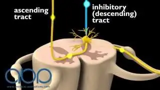 Pain Perception - Neuron passage