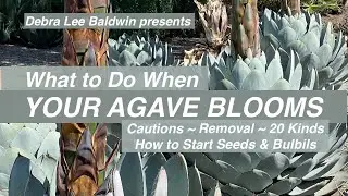 Blooming Agaves: Cautions, Removal, Varieties