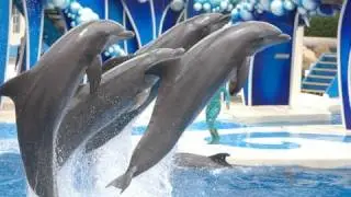 The Complete 2010 SeaWorld 