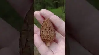 сморчок конический
