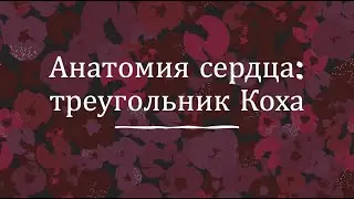 Анатомия сердца: треугольник Коха
