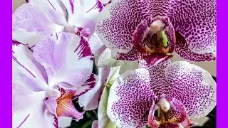 🌸 Домашнее  Цветение  Орхидей Pandora и Magic Art.//Мои старожилы😍 - Вы должны их увидеть!/17.01.24