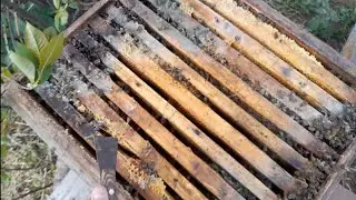 Сокращаем ульи, 2 корпус ещё нормально, а вот первый...
