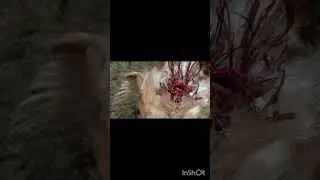 Беда в курятнике,каннибализм кур,что я сделала и что поможет.