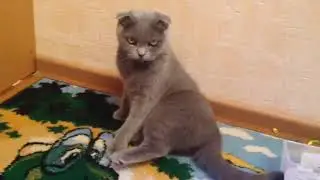 ОХД у скоттиш фолда