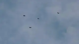 Николаевские высоколётные голуби 2018 год .