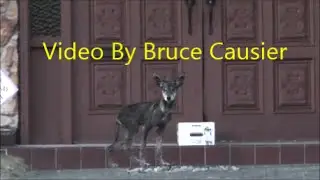 Coyote Pup With Mange