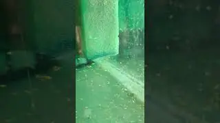 чуть тернеций