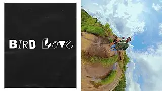 bird love