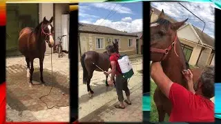 Лейла поранила ногу. 241.  Дагестан.