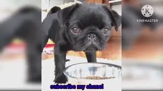viral dog and cat video 2023
