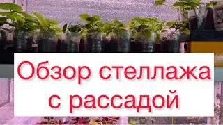 Обзор стеллажа с рассадой🌱