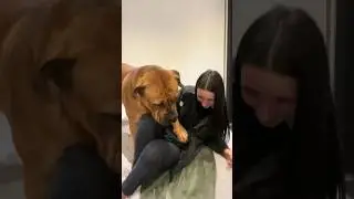 Boerboel Cheers Up his Sister