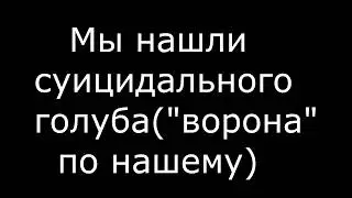Голубь-Суицидальный
