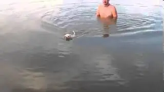 приколы с животными XD