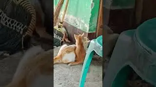 Alhamdulillah si anak kucing ada lagi