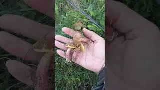 ❗Поляна снова с моховиками❗ 17.08.2024 г. Курск❗ #shorts #short #video #funny #грибы #курск #nature