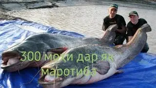 Вот это рибалка 300 риба на одном раз ривер вахш