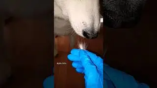 HOW Does My Husky REACT to Me REMOVING Her Fur Clump?! (FUNNY) | #Shorts