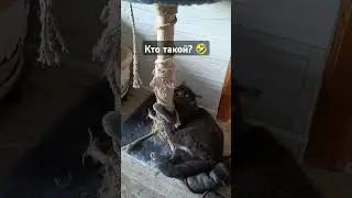 Кот Оскар и "кто такой? " 🤣 #cat #кот #котка #оскар