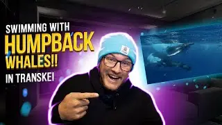 Swimming with a Giant Whale!