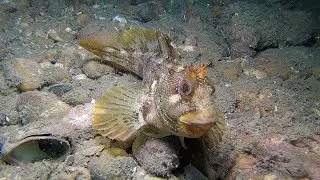 Far Mulberry Dive 1st September 2017