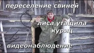 Лиса утащила куриц. Переселение свиней.  Видеонаблюдение.