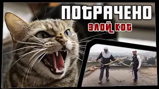 ПОТРАЧЕНО. Злой кот. Лучшие приколы 2020 за неделю, смешные видео
