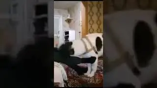 Когда он был щенком играли так! #алтай #топ #алтайскийкрай #алабай #собака #сао