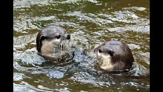 River otters love to play in the water#zoo Warszawa