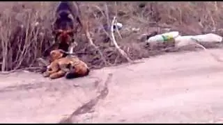 Собака - канибал.mp4