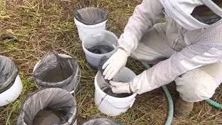 Кормление сиропом 400 отводков