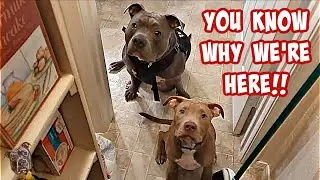 This Talking Pitbull Out Talks All Dogs! Even Huskies!