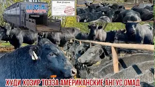 Букаҳои Ангус Американ тозаш