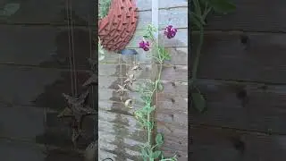 wow! I haven't got a clue what is happening 🙈 #garden #gardening #plants