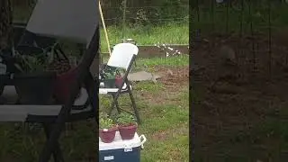Two Birds in the Garden