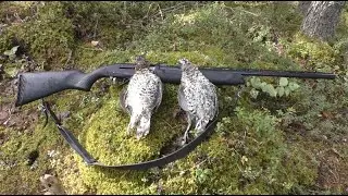ОХОТА на РЯБЧИКА с МР-155(1ч).Завал в тайге
