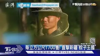 每立方公尺1700隻! 直擊新疆「蚊子王國」｜TVBS新聞